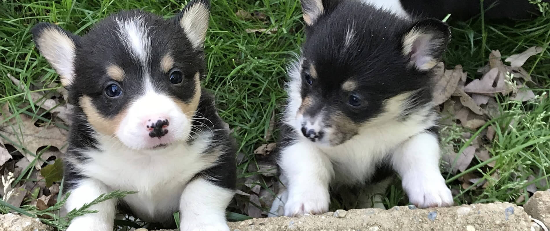 banner2 banner1